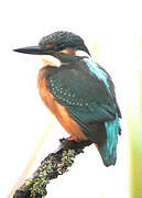 Common Kingfisher