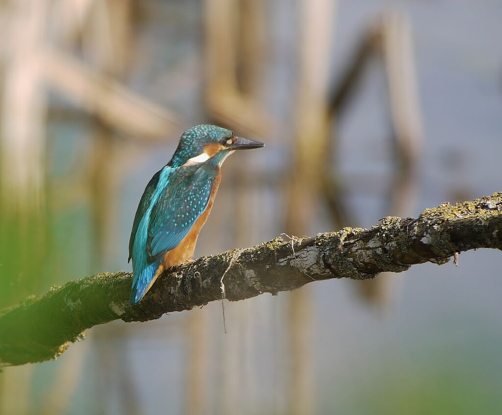 Common Kingfisher male, identification