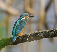 Common Kingfisher