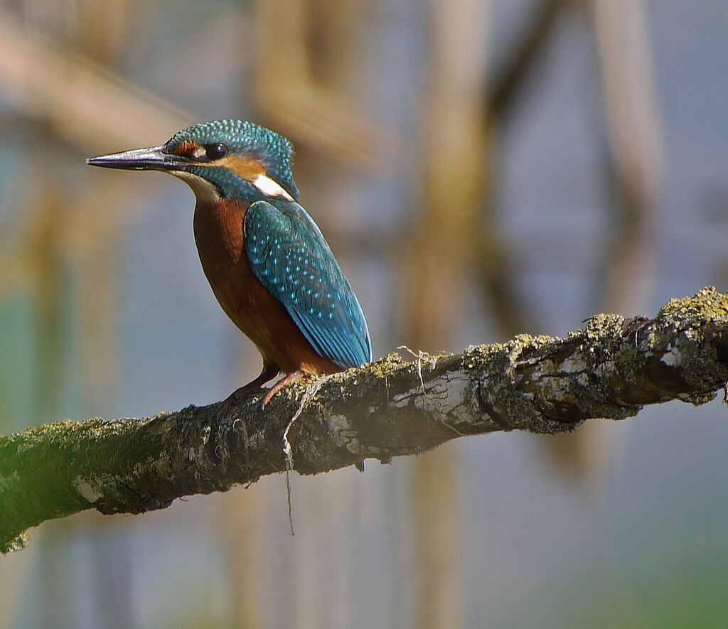 Common Kingfisher male adult post breeding, identification