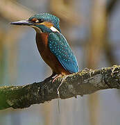 Common Kingfisher