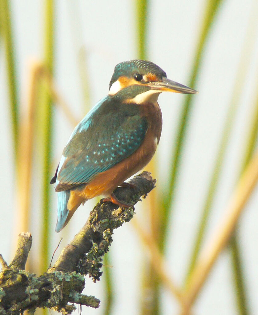 Martin-pêcheur d'Europe femelle adulte, identification