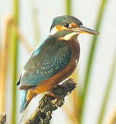 Common Kingfisher