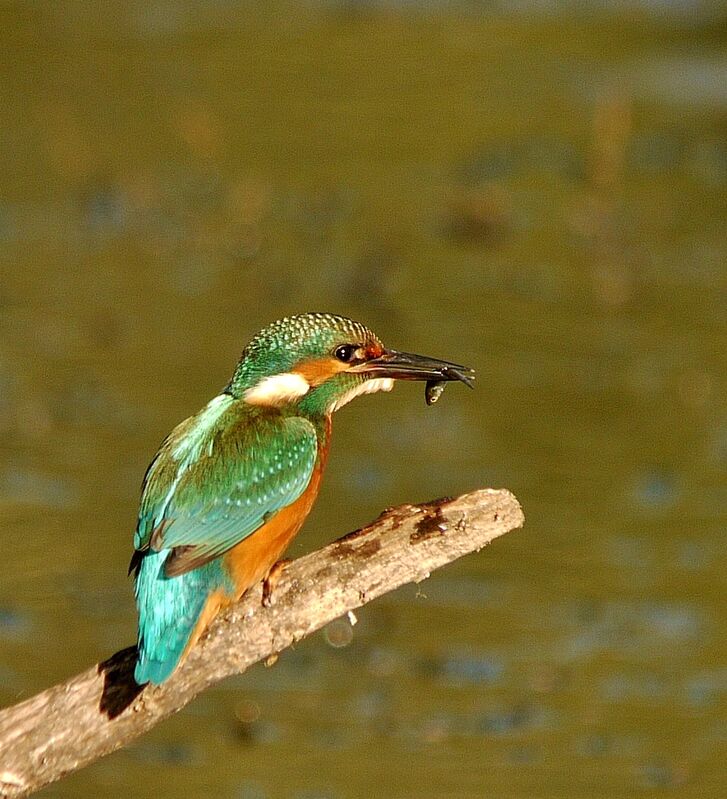 Common Kingfisher, eats