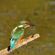 Common Kingfisher