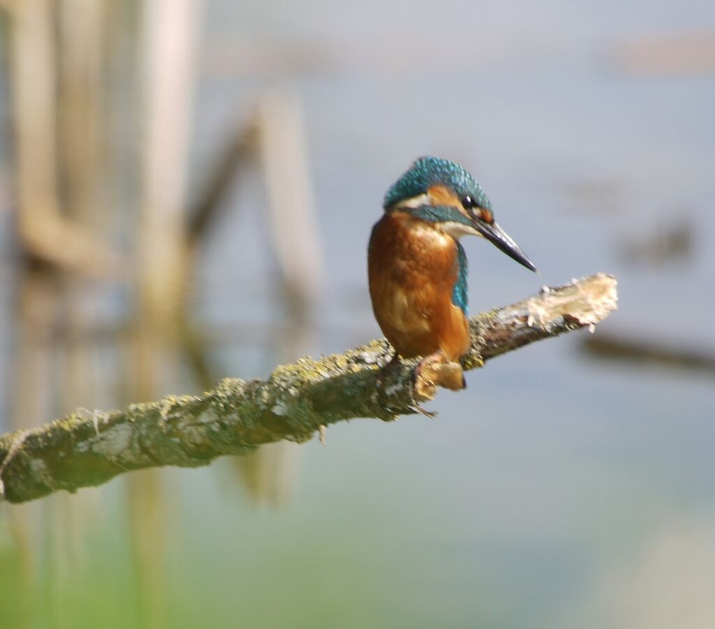 Martin-pêcheur d'Europe mâle, identification