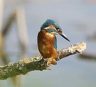 Common Kingfisher