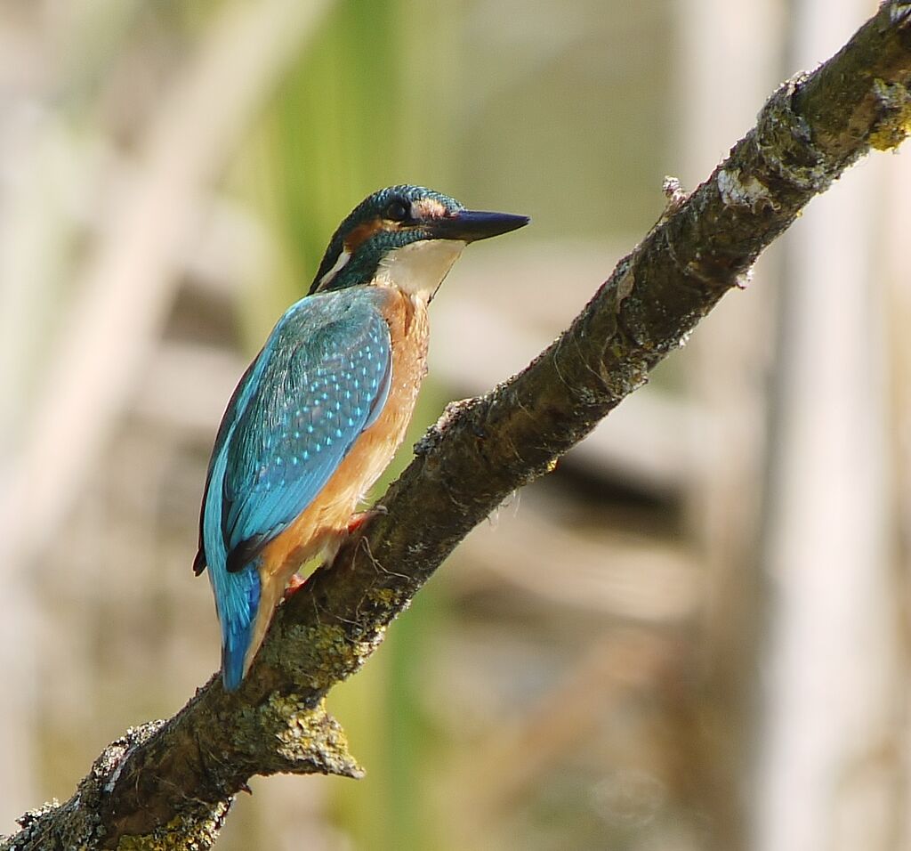 Martin-pêcheur d'Europe mâle, identification