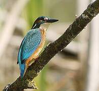 Common Kingfisher