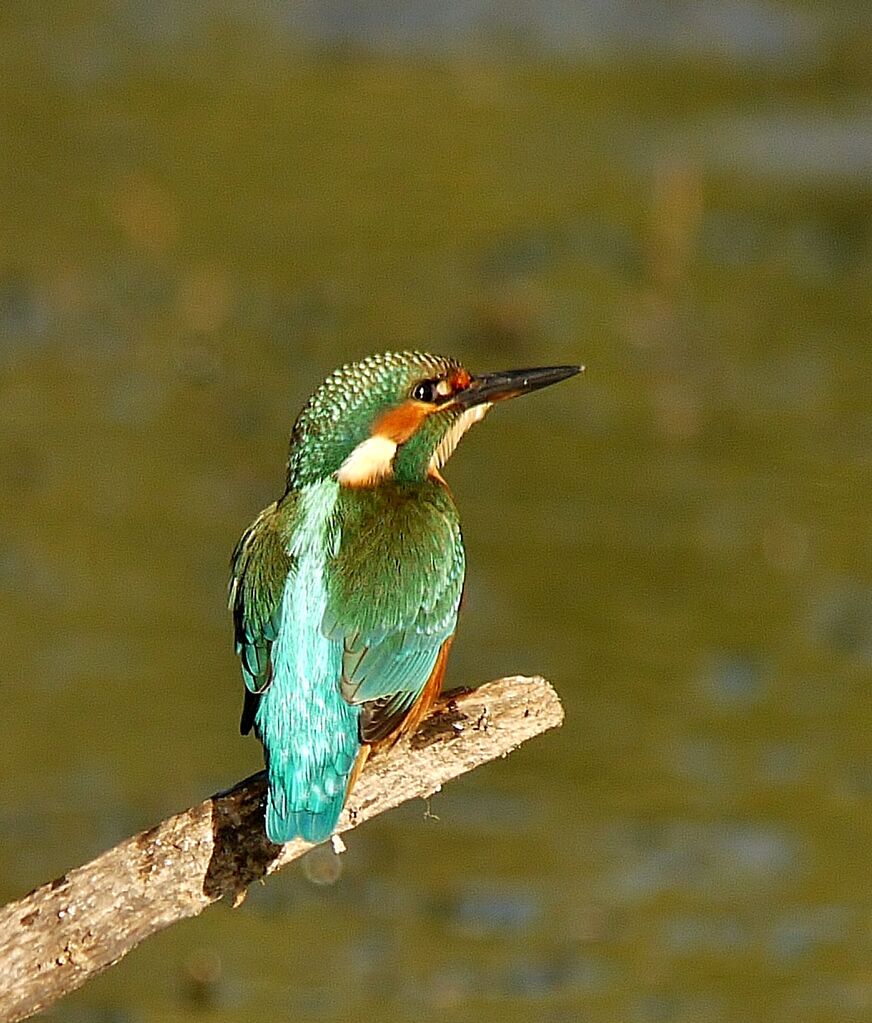 Martin-pêcheur d'Europeadulte, identification