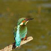 Common Kingfisher