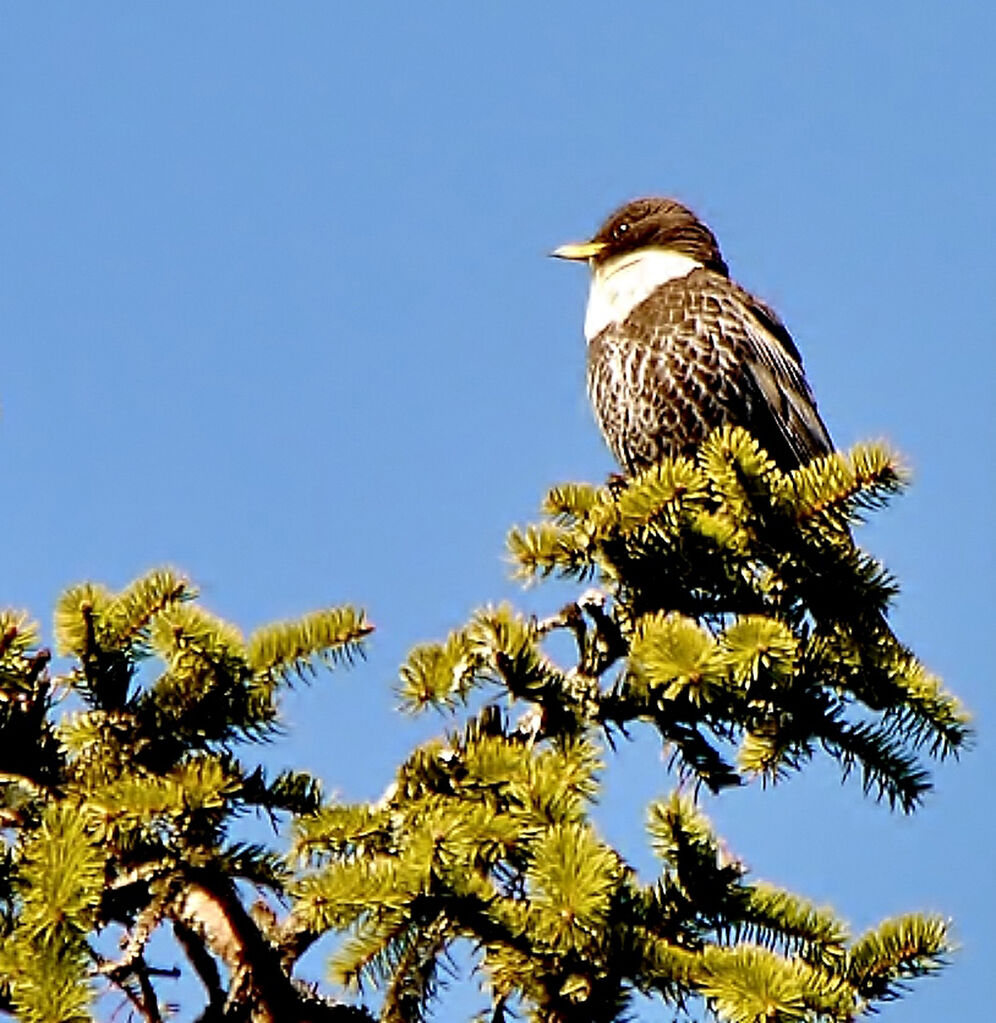 Ring Ouzel male adult, identification