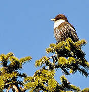 Ring Ouzel