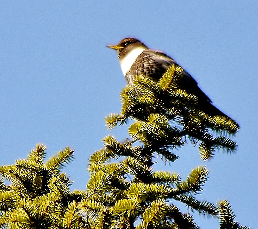 Ring Ouzeladult breeding, identification