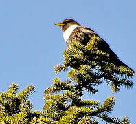 Ring Ouzel