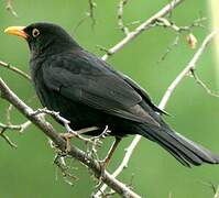 Common Blackbird