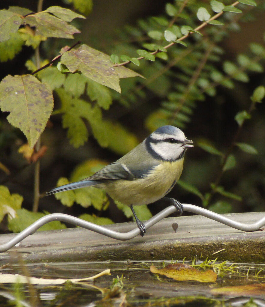 Eurasian Blue Titadult post breeding, identification