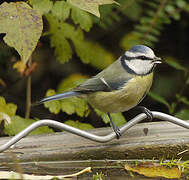 Mésange bleue