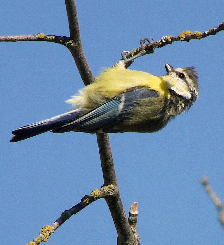 Eurasian Blue Tit male adult post breeding, identification