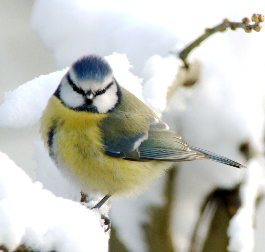 Mésange bleue