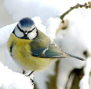 Eurasian Blue Tit