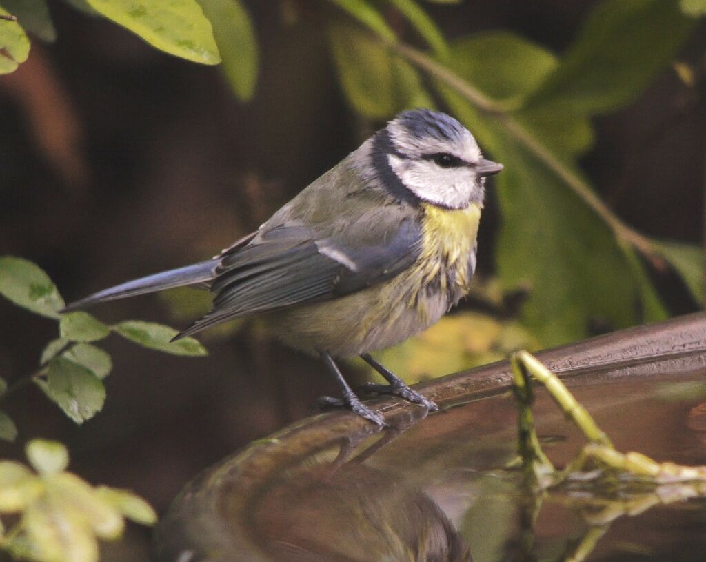 Eurasian Blue Tit male adult post breeding, identification