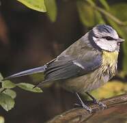 Mésange bleue