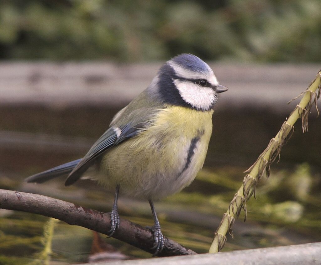 Eurasian Blue Tit male adult post breeding, identification