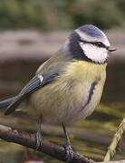 Eurasian Blue Tit