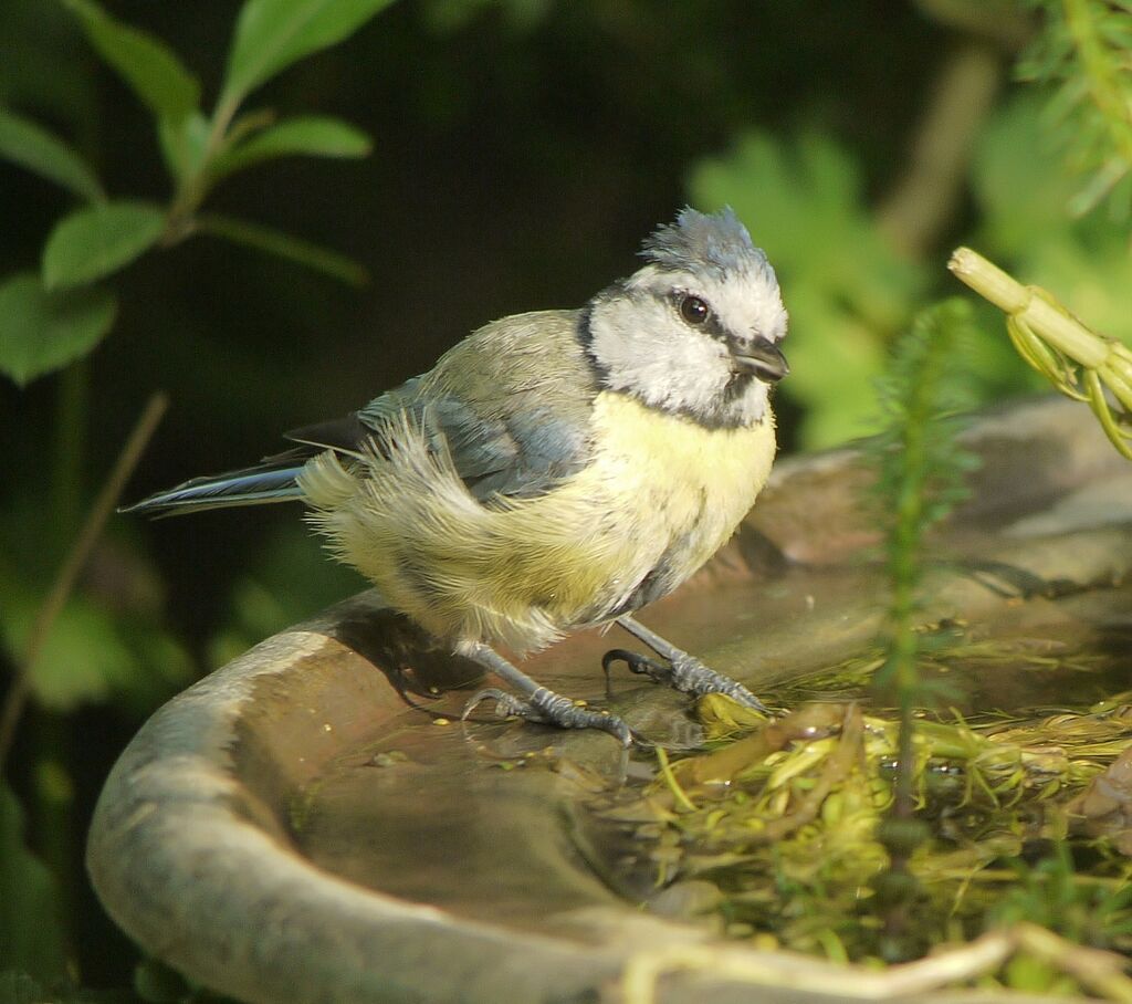 Eurasian Blue Tit male adult post breeding, identification