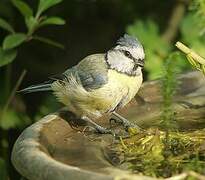 Eurasian Blue Tit