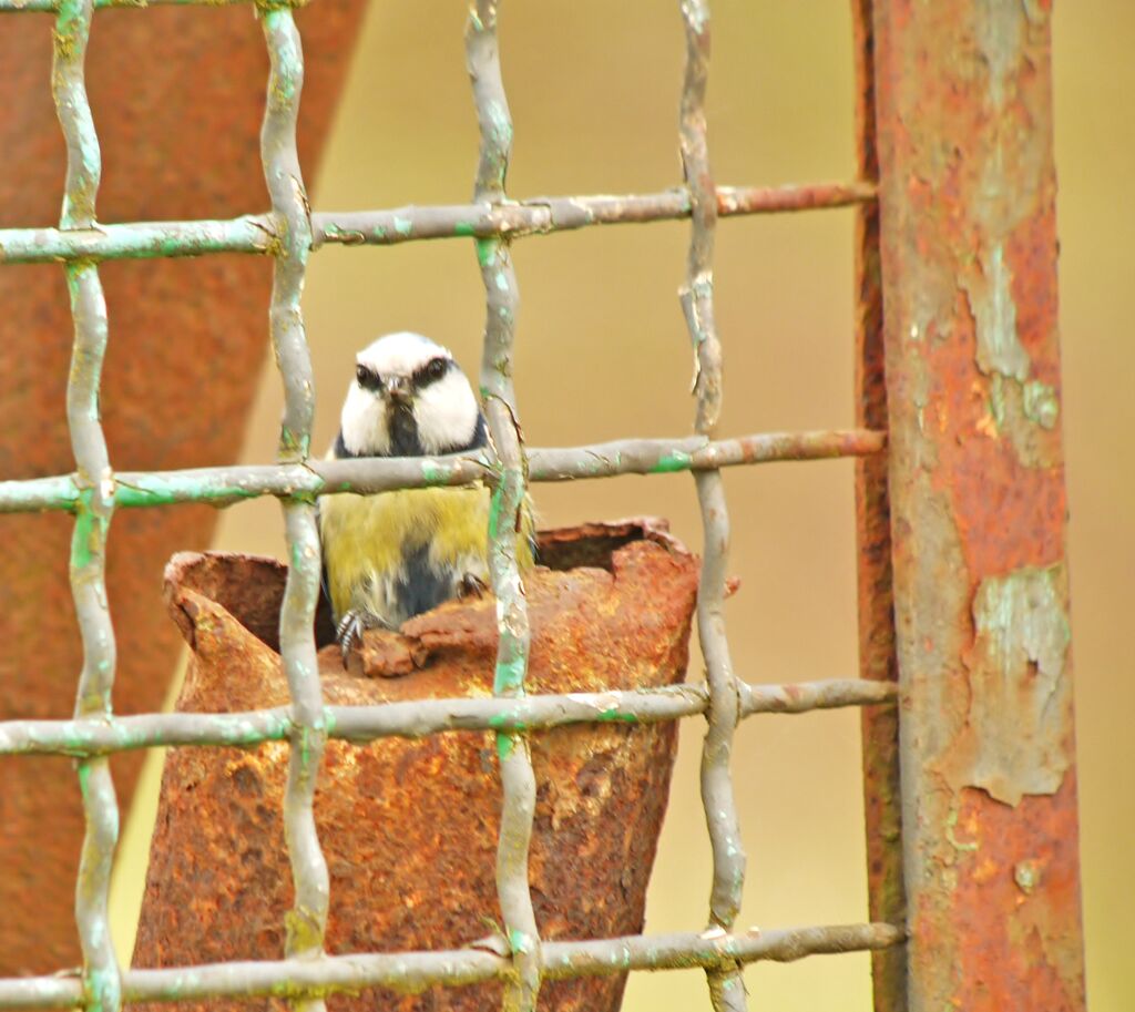 Mésange bleue