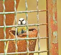 Eurasian Blue Tit