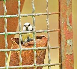 Mésange bleue