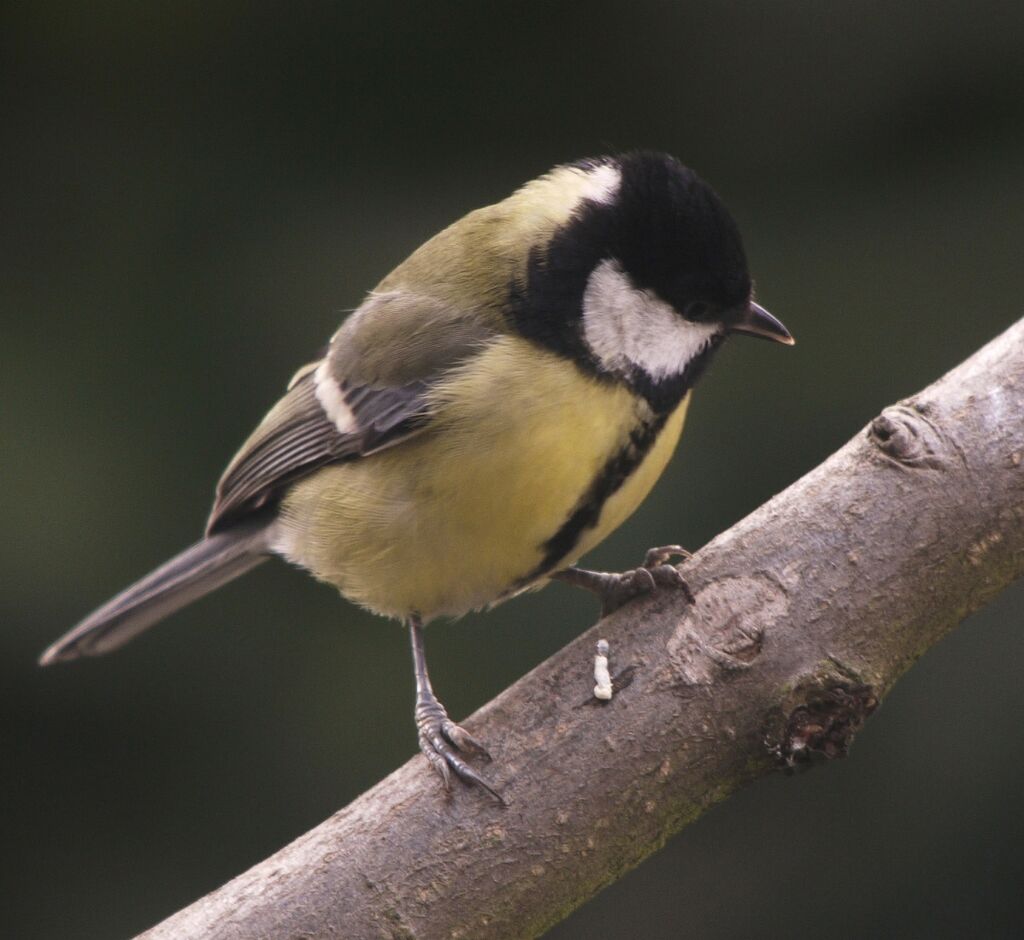 Mésange charbonnière mâle adulte internuptial, identification