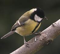 Great Tit