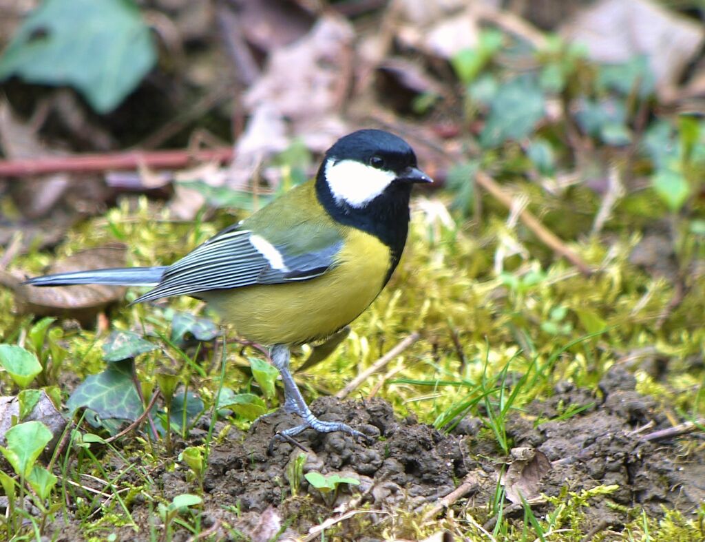 Mésange charbonnière mâle adulte nuptial, identification