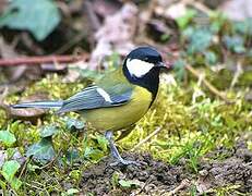 Great Tit