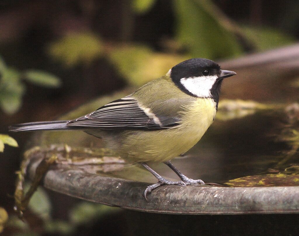 Mésange charbonnière mâle adulte internuptial, identification