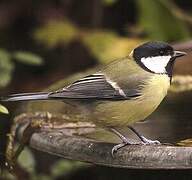 Great Tit