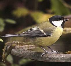 Mésange charbonnière