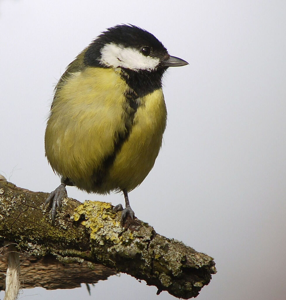 Great Tit male adult breeding, identification