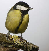 Great Tit