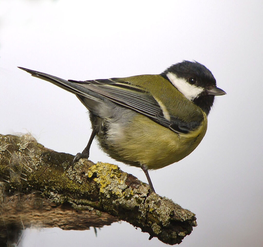 Great Tit male adult breeding, identification