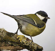 Great Tit