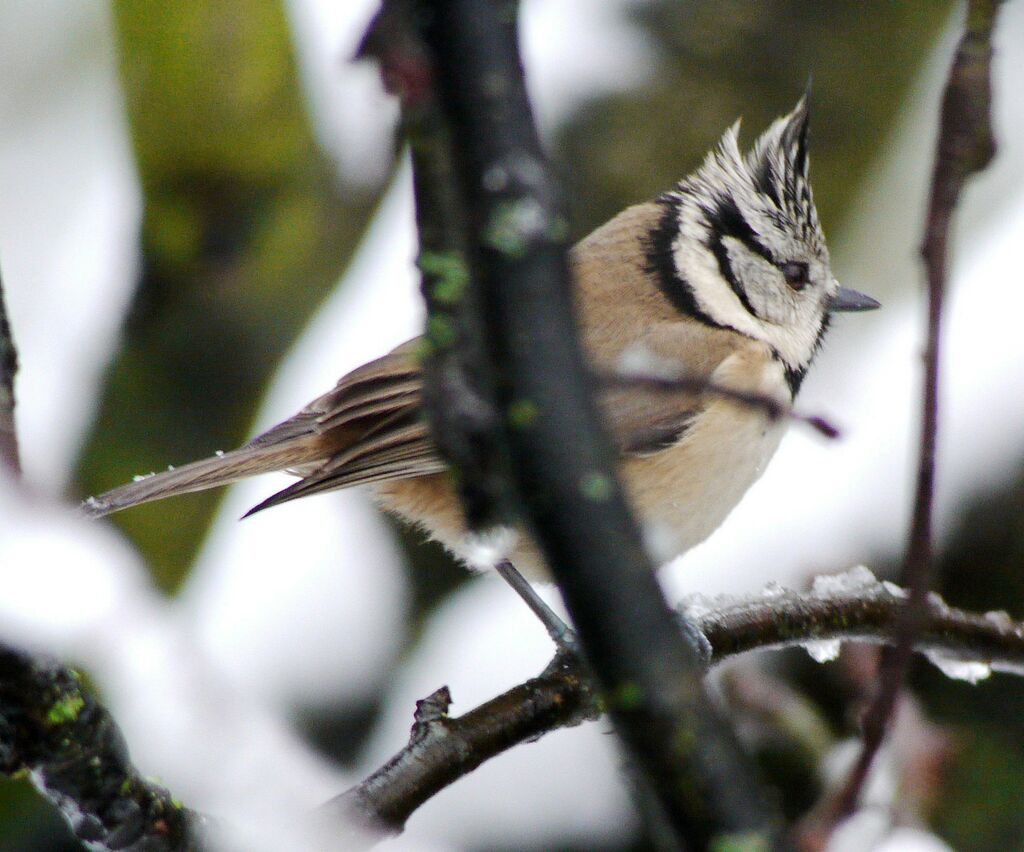 Mésange huppée