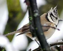 European Crested Tit