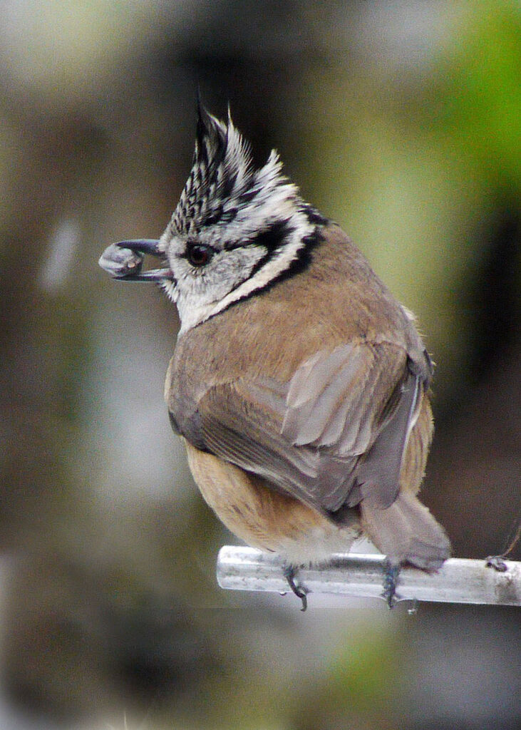 Mésange huppée