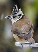 European Crested Tit