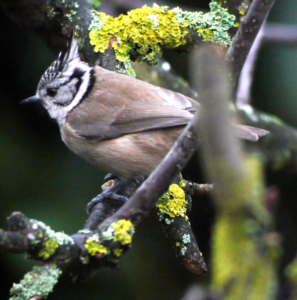 Mésange huppée mâle adulte nuptial, identification